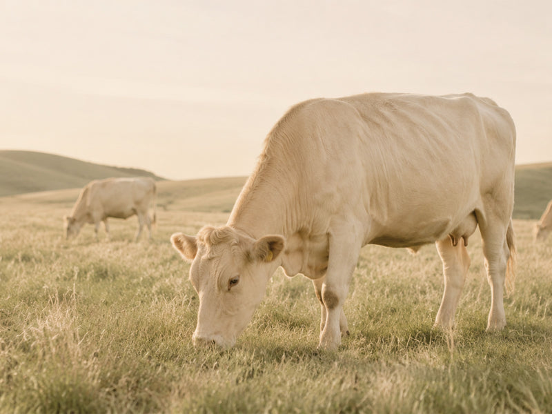 Haltung der Tiere